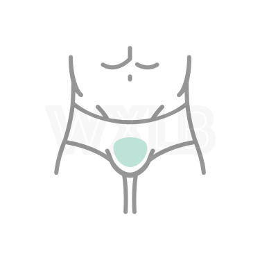 고환